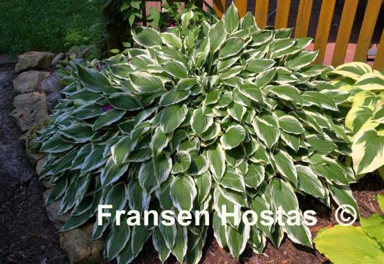 Hosta Undulata Albomarginata